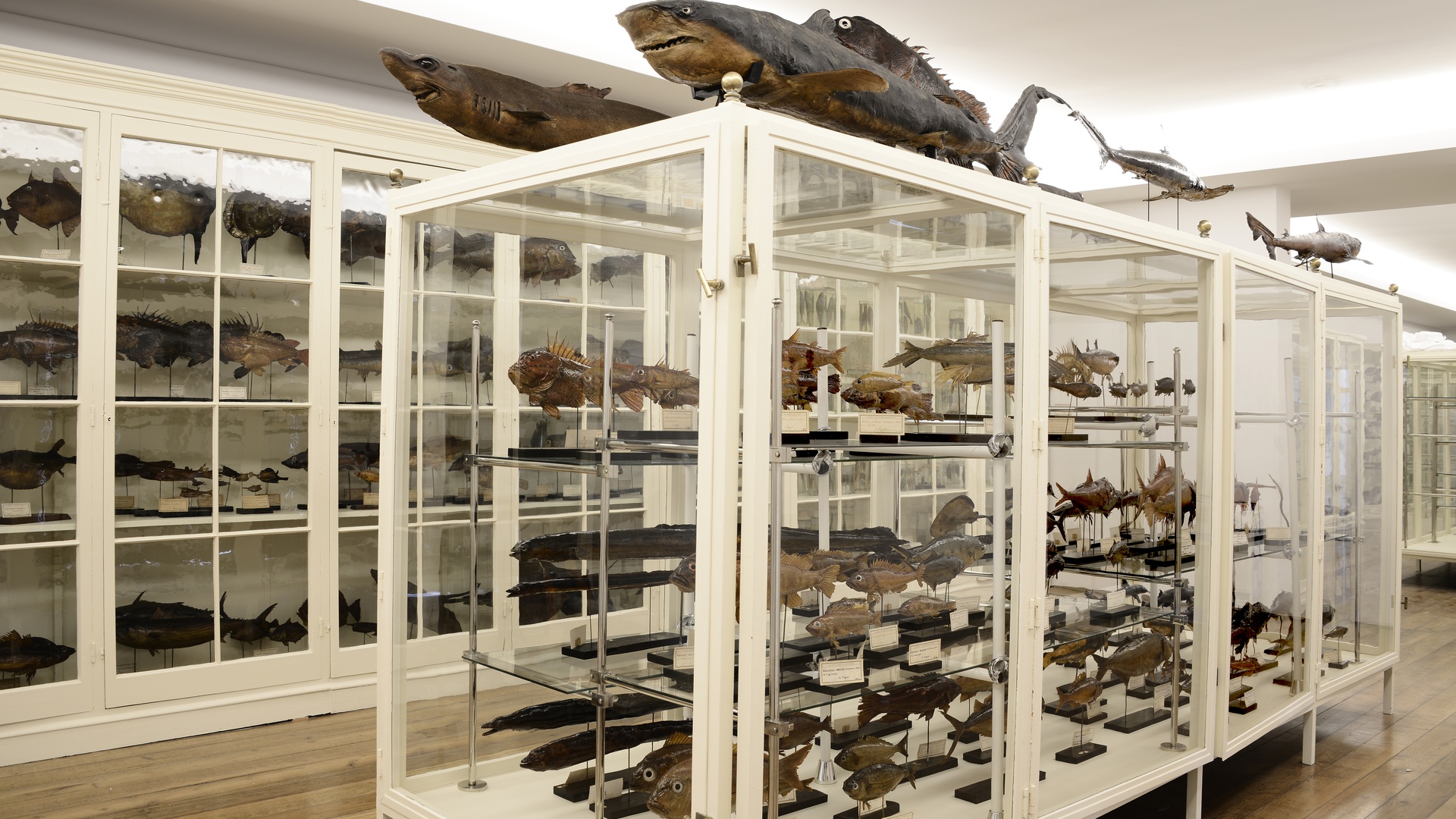 Museu Carlos Machado